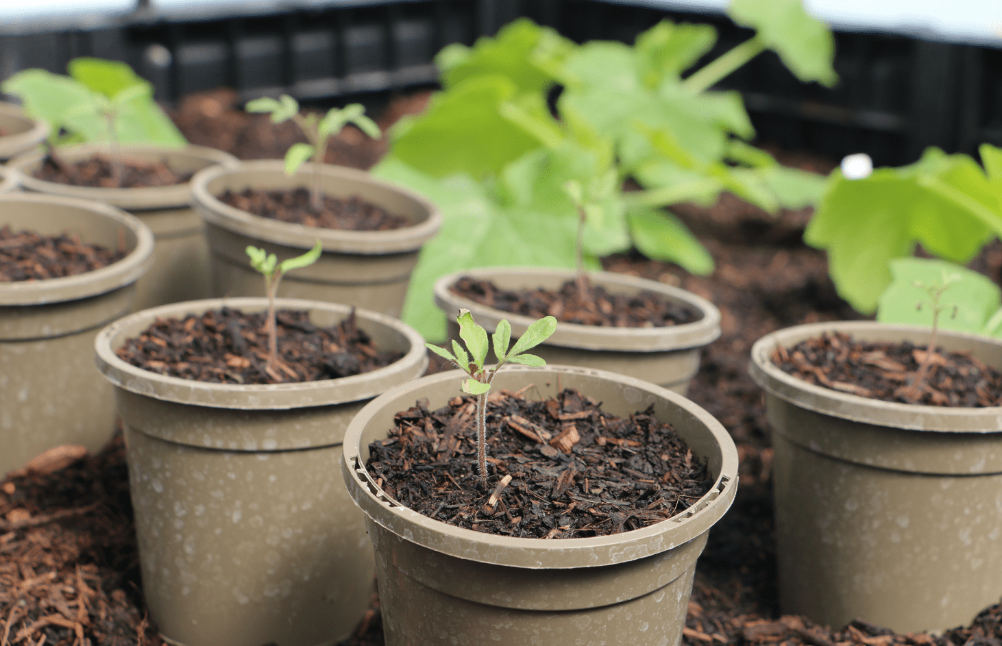 A row of plant pots filled with green plants